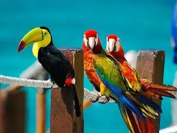 Exotic Parrots - Peeku Park
