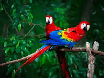 Macaws - Peeku Park